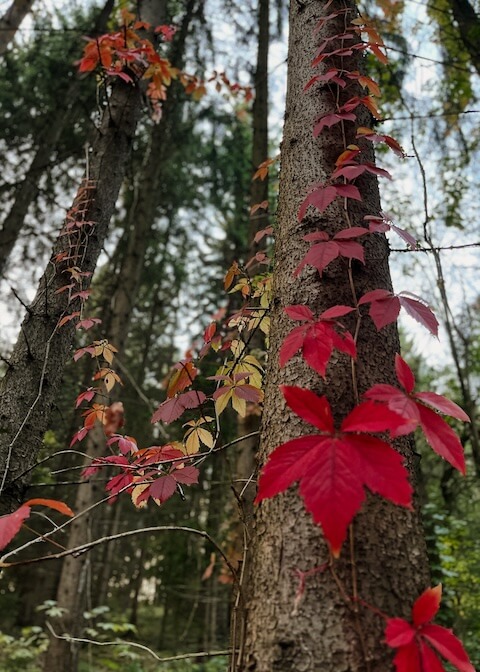 zu sehen ist eine Pflanze, die mit Ihren roten Blättern einen Baum hinaufklettert. Im Hintergrund sind weitere Bäume zu sehen